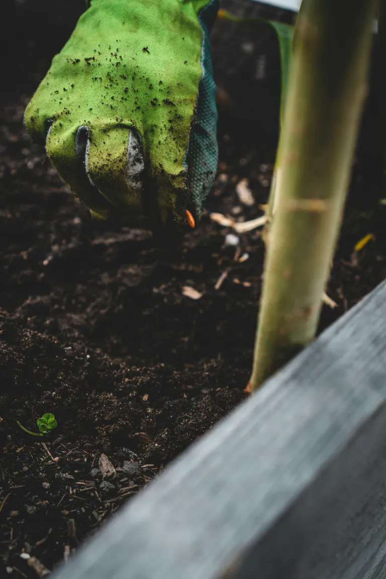 Freshly mulched garden beds