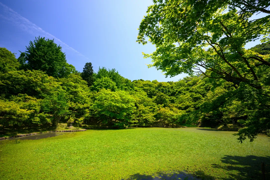 Lush green lawn under maintenance